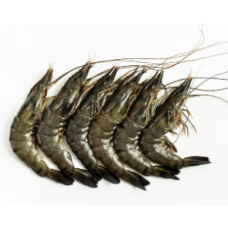 FRESH TIGER PRAWN 16/20 (KG)